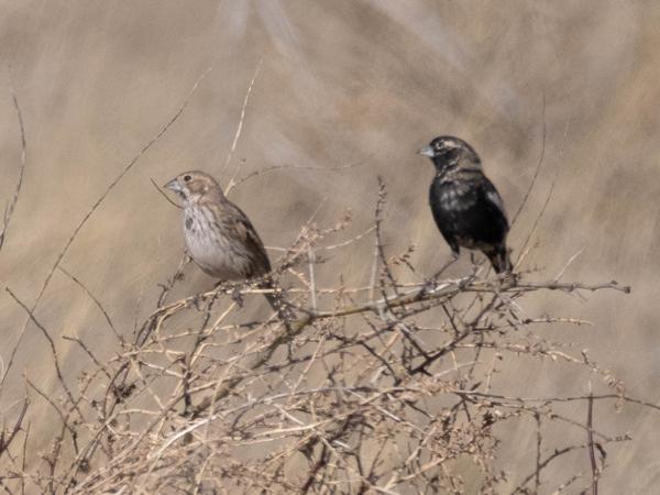 <h3><a href="/trips/Tucson_2023/biota/animalia/chordata/aves/040 passeriformes/126 emberizidae/calamospiza melanocorys/calamospiza melanocorys-nl.html">Calamospiza&nbsp;melanocorys</a> / Lark&nbsp;bunting / Prairiegors</h3>OM-1 met M.300mm F4.0 + MC-14, 1/4000 sec  bij F5.6, ISO 500, afstand 49.6&nbsp;m